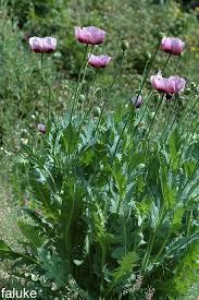 Attēlu rezultāti vaicājumam “Papaver somniferum flower”