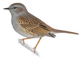 Attēlu rezultāti vaicājumam “Prunella modularis adult”