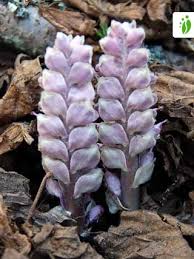 Attēlu rezultāti vaicājumam “Lathraea squamaria flower”