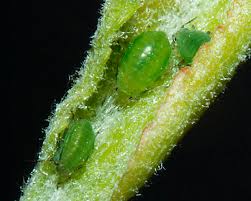 Attēlu rezultāti vaicājumam “Rhopalosiphum oxyacanthae”