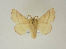 Attēlu rezultāti vaicājumam “Malacosoma neustria”