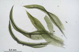 Attēlu rezultāti vaicājumam “Zygodon rupestris”