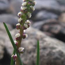 Attēlu rezultāti vaicājumam “Juncaginaceae”