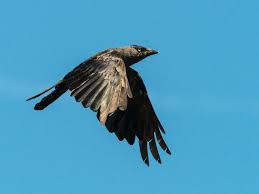 Attēlu rezultāti vaicājumam “Corvus monedula adult”