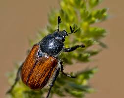 Attēlu rezultāti vaicājumam “Phyllopertha horticola”