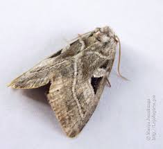 Attēlu rezultāti vaicājumam “Eucarta virgo”