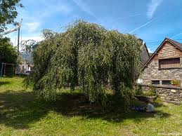 Attēlu rezultāti vaicājumam “Betula pendula Youngii”