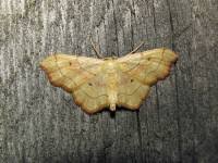 Attēlu rezultāti vaicājumam “Idaea emarginata”