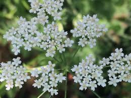 Image result for Pimpinella saxifraga