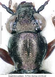 Attēlu rezultāti vaicājumam “Asaphidion pallipes”