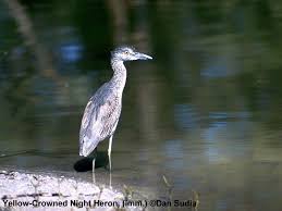 Attēlu rezultāti vaicājumam “Ciconiiformes”