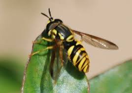 Attēlu rezultāti vaicājumam “Chrysotoxum sp.”