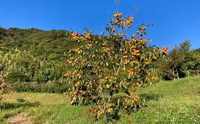 「柿の木利江」の画像検索結果