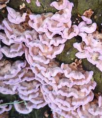 Attēlu rezultāti vaicājumam “Chondrostereum purpureum”