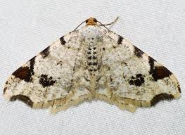 Attēlu rezultāti vaicājumam “Macaria notata”