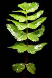 Attēlu rezultāti vaicājumam “Berula erecta leaf”
