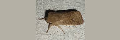 Attēlu rezultāti vaicājumam “Orthosia cruda”