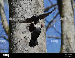 Attēlu rezultāti vaicājumam “Dryocopus martius nest”