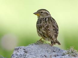 Image result for Petronia petronia