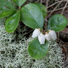 Attēlu rezultāti vaicājumam “Gaultheria cuneata”