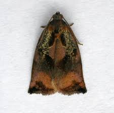 Attēlu rezultāti vaicājumam “Archips podana male”