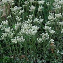 Attēlu rezultāti vaicājumam “Antennaria dioica leaf”