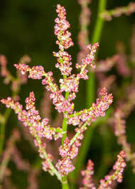 Attēlu rezultāti vaicājumam “Rumex acetosa flower”