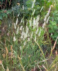 Attēlu rezultāti vaicājumam “Phleum pratense”