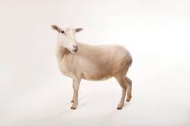 Attēlu rezultāti vaicājumam “Ovis aries”