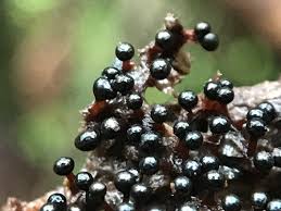 Attēlu rezultāti vaicājumam “Metatrichia floriformis stalked”