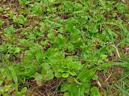 Attēlu rezultāti vaicājumam “Pyrola media”