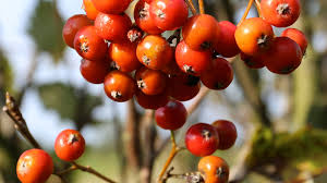 Attēlu rezultāti vaicājumam “Sorbus intermedia fruit”