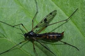 Attēlu rezultāti vaicājumam “Ptychoptera sp.”