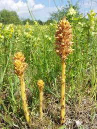 Attēlu rezultāti vaicājumam “Orobanche elatior”