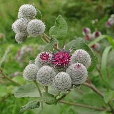 Attēlu rezultāti vaicājumam “Arctium tomentosum”