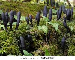 Attēlu rezultāti vaicājumam “Xylaria longipes”