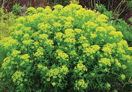 Attēlu rezultāti vaicājumam “Euphorbia palustris fruit”