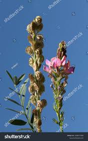 Attēlu rezultāti vaicājumam “Onobrychis arenaria fruit”