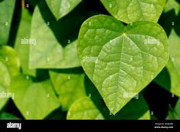 Attēlu rezultāti vaicājumam “Menispermum dauricum leaf”