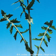 Attēlu rezultāti vaicājumam “Sonchus oleraceus”