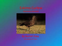 Image result for Numenius borealis