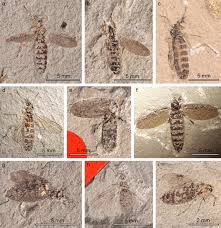 Attēlu rezultāti vaicājumam “Bibionidae female”