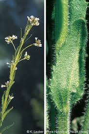 Attēlu rezultāti vaicājumam “Arabis hirsuta”