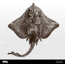 Image result for Rostroraja alba