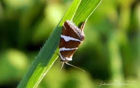 Attēlu rezultāti vaicājumam “Deltote bankiana”