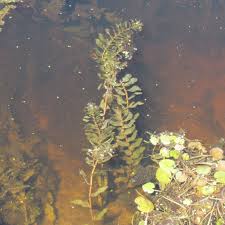 Attēlu rezultāti vaicājumam “Potamogeton perfoliatus”
