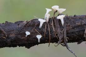 Attēlu rezultāti vaicājumam “Hymenoscyphus sp.”