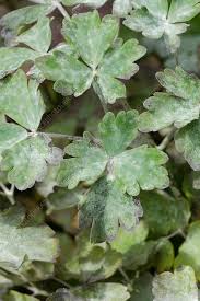 Attēlu rezultāti vaicājumam “Aquilegia vulgaris leaf”