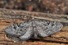 Attēlu rezultāti vaicājumam “Eupithecia pusillata”