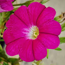 Image result for Petunie